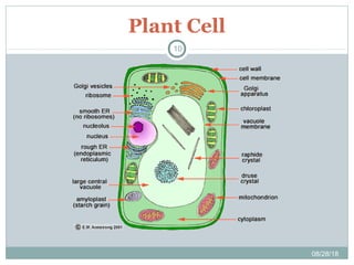 Plant Cell
08/28/18
10
 