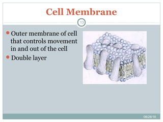 Cell Membrane
08/28/18
13
Outer membrane of cell
that controls movement
in and out of the cell
Double layer
 
