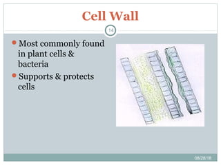 Cell Wall
08/28/18
14
Most commonly found
in plant cells &
bacteria
Supports & protects
cells
 