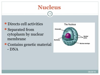 Nucleus
Directs cell activities
Separated from
cytoplasm by nuclear
membrane
Contains genetic material
- DNA
08/28/18
16
 