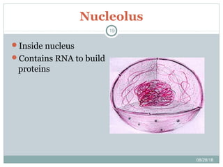 Nucleolus
08/28/18
19
Inside nucleus
Contains RNA to build
proteins
 