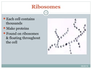 Ribosomes
08/28/18
22
Each cell contains
thousands
Make proteins
Found on ribosomes
& floating throughout
the cell
 