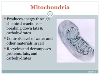 Mitochondria
08/28/18
23
Produces energy through
chemical reactions –
breaking down fats &
carbohydrates
Controls level of water and
other materials in cell
Recycles and decomposes
proteins, fats, and
carbohydrates
 