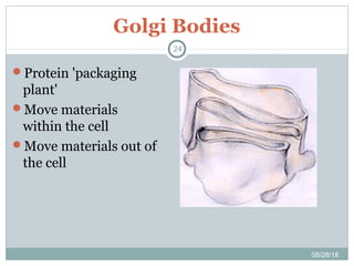 Golgi Bodies
08/28/18
24
Protein 'packaging
plant'
Move materials
within the cell
Move materials out of
the cell
 