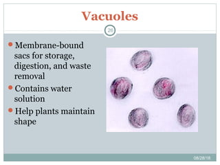 Vacuoles
08/28/18
26
Membrane-bound
sacs for storage,
digestion, and waste
removal
Contains water
solution
Help plants maintain
shape
 