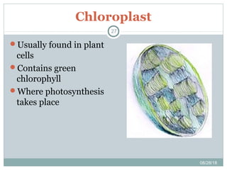 Chloroplast
08/28/18
27
Usually found in plant
cells
Contains green
chlorophyll
Where photosynthesis
takes place
 