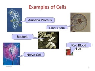Examples of Cells
08/28/18
5
Amoeba Proteus
Plant Stem
Red Blood
Cell
Nerve Cell
Bacteria
 