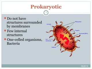 Prokaryotic
08/28/18
7
Do not have
structures surrounded
by membranes
Few internal
structures
One-celled organisms,
Bacteria
 