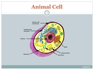 Animal Cell
08/28/18
9
 