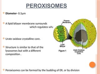 Perixomas Comprehensive Overview of Cell Structure and Function in Biology | PPTX