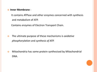  Inner Membrane :
It contains ATPase and other enzymes concerned with synthesis
and metabolism of ATP.
Contains enzymes of Electron Transport Chain.
 The ultimate purpose of these mechanisms is oxidative
phosphorylation and synthesis of ATP.
 Mitochondria has some protein synthesised by Mitochondrial
DNA.
 