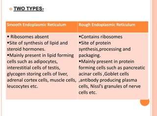  TWO TYPES-
Smooth Endoplasmic Reticulum Rough Endoplasmic Reticulum
 Ribosomes absent
Site of synthesis of lipid and
steroid hormones.
Mainly present in lipid forming
cells such as adipocytes,
interestitial cells of testis,
glycogen storing cells of liver,
adrenal cortex cells, muscle cells,
leucocytes etc.
Contains ribosomes
Site of protein
synthesis,processing and
packaging.
Mainly present in protein
forming cells such as pancreatic
acinar cells ,Goblet cells
,antibody producing plasma
cells, Nissl’s granules of nerve
cells etc.
 