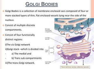 GOLGI BODIES
 Golgi Bodies is a collection of membrane enclosed sacs composed of four or
more stacked layers of thin, flat enclosed vessels lying near the side of the
nucleus.
 Consist of multiple discrete
compartments.
 Consist of four functionally
distinct regions:
i)The cis Golgi network
ii)Golgi stack –which is divided into
- a) The medial and
- b) Trans sub compartments
iii)The trans Golgi network.
 