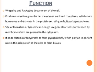 FUNCTION
 Wrapping and Packaging department of the cell.
 Produces secretion granules i.e. membrane enclosed complexes, which store
hormones and enzymes in the protein secreting cells, it packages proteins.
 Site of formation of lysosomes i.e. large irregular structures surrounded by
membrane which are present in the cytoplasm.
 It adds certain carbohydrates to form glycoproteins, which play an important
role in the association of the cells to form tissues
 