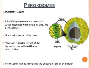 PEROXISOMES
 Diameter- 0.5µm
 A lipid bilayer membrane surrounds
which regulates what enters or exits the
peroxisomes.
 Urate oxidase crystalline core.
 Structure is similar to that of the
lysosomes but with a different chemical
composition .
 Peroxisomes can be formed by the budding of ER, or by division
 