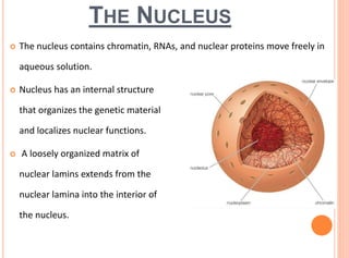 THE NUCLEUS
 The nucleus contains chromatin, RNAs, and nuclear proteins move freely in
aqueous solution.
 Nucleus has an internal structure
that organizes the genetic material
and localizes nuclear functions.
 A loosely organized matrix of
nuclear lamins extends from the
nuclear lamina into the interior of
the nucleus.
 