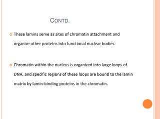 CONTD.
 These lamins serve as sites of chromatin attachment and
organize other proteins into functional nuclear bodies.
 Chromatin within the nucleus is organized into large loops of
DNA, and specific regions of these loops are bound to the lamin
matrix by lamin-binding proteins in the chromatin.
 