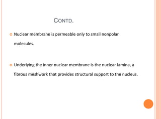 CONTD.
 Nuclear membrane is permeable only to small nonpolar
molecules.
 Underlying the inner nuclear membrane is the nuclear lamina, a
fibrous meshwork that provides structural support to the nucleus.
 