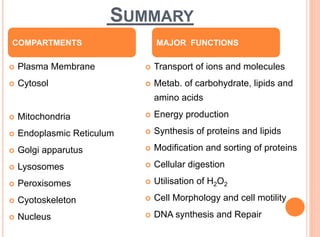 SUMMARY
 Plasma Membrane
 Cytosol
 Mitochondria
 Endoplasmic Reticulum
 Golgi apparutus
 Lysosomes
 Peroxisomes
 Cyotoskeleton
 Nucleus
 Transport of ions and molecules
 Metab. of carbohydrate, lipids and
amino acids
 Energy production
 Synthesis of proteins and lipids
 Modification and sorting of proteins
 Cellular digestion
 Utilisation of H2O2
 Cell Morphology and cell motility
 DNA synthesis and Repair
COMPARTMENTS MAJOR FUNCTIONS
 