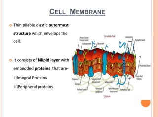 CELL MEMBRANE
 Thin pliable elastic outermost
structure which envelops the
cell.
 It consists of bilipid layer with
embedded proteins that are-
i)Integral Proteins
ii)Peripheral proteins
 