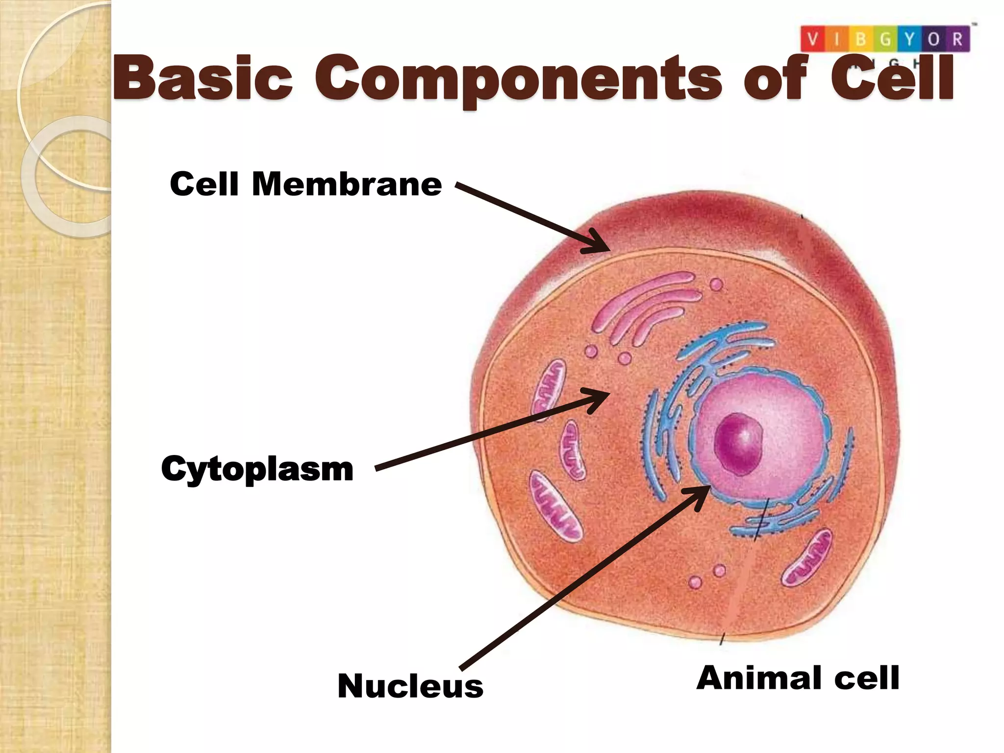 Cell- structure and function. | PPTX
