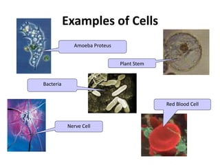 Examples of Cells
Amoeba Proteus
Plant Stem
Red Blood Cell
Nerve Cell
Bacteria
 