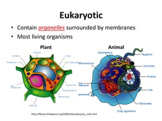 Eukaryotic
• Contain organelles surrounded by membranes
• Most living organisms
Plant Animal
http://library.thinkquest.org/C004535/eukaryotic_cells.html
 