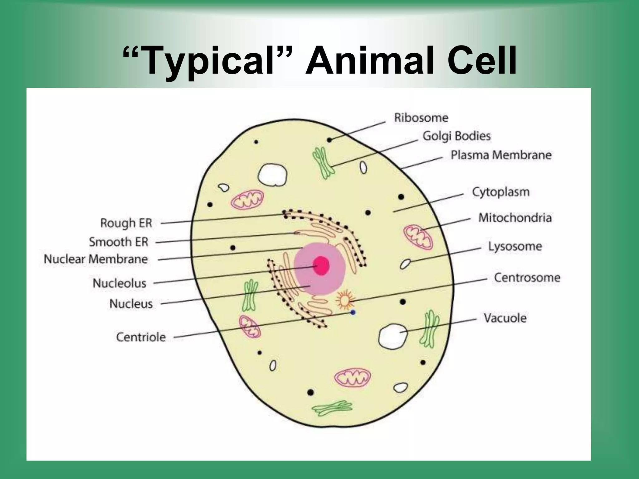 “Typical” Animal Cell
 