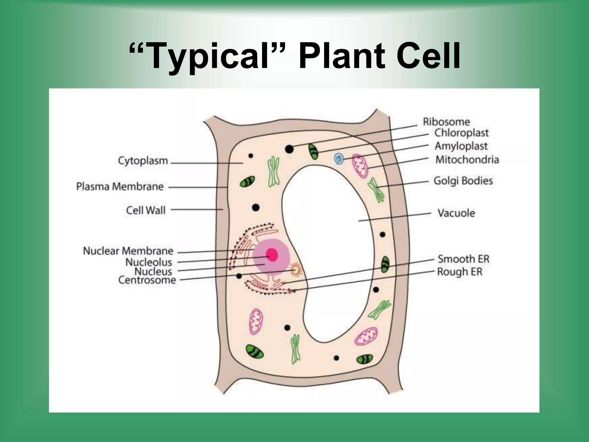 “Typical” Plant Cell
 
