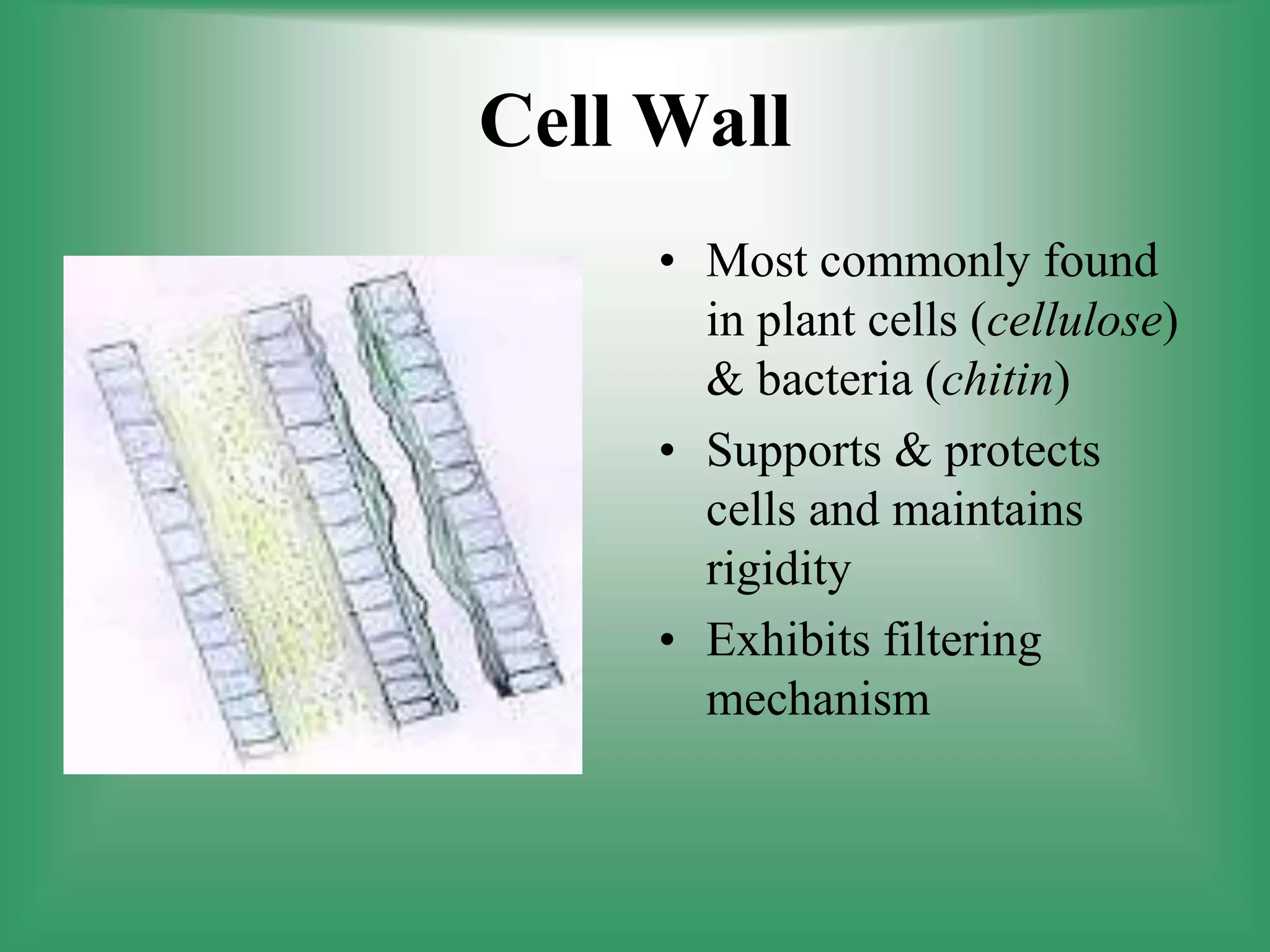 Cell Wall
• Most commonly found
in plant cells (cellulose)
& bacteria (chitin)
• Supports & protects
cells and maintains
rigidity
• Exhibits filtering
mechanism
 