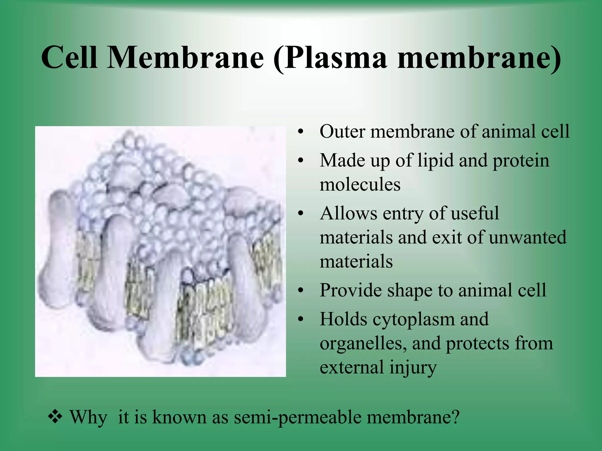 Cell Membrane (Plasma membrane)
• Outer membrane of animal cell
• Made up of lipid and protein
molecules
• Allows entry of useful
materials and exit of unwanted
materials
• Provide shape to animal cell
• Holds cytoplasm and
organelles, and protects from
external injury
 Why it is known as semi-permeable membrane?
 