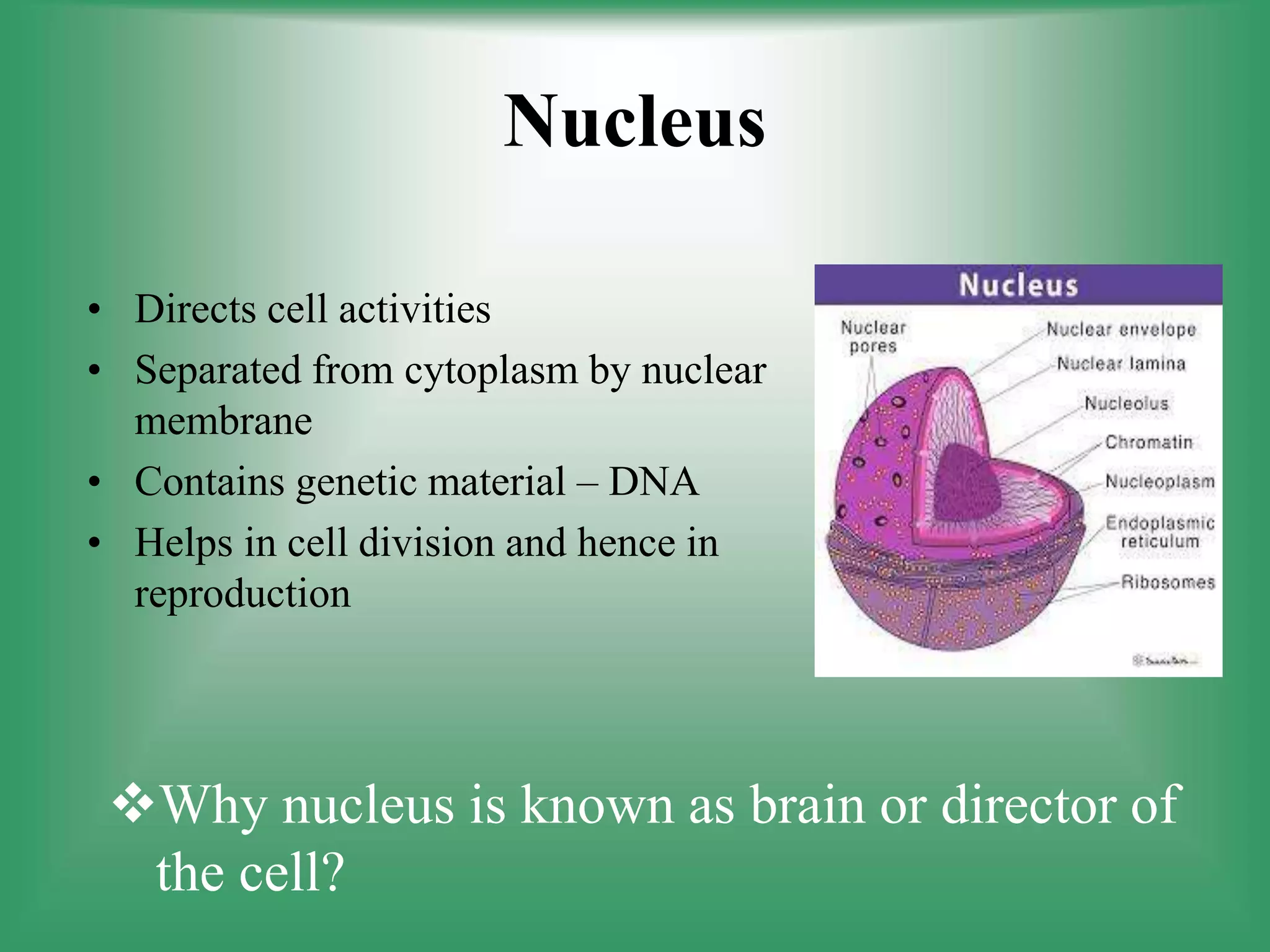 Nucleus
• Directs cell activities
• Separated from cytoplasm by nuclear
membrane
• Contains genetic material – DNA
• Helps in cell division and hence in
reproduction
Why nucleus is known as brain or director of
the cell?
 