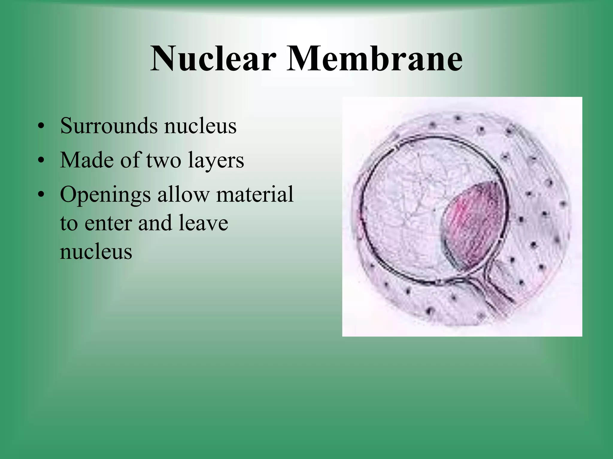 Nuclear Membrane
• Surrounds nucleus
• Made of two layers
• Openings allow material
to enter and leave
nucleus
 