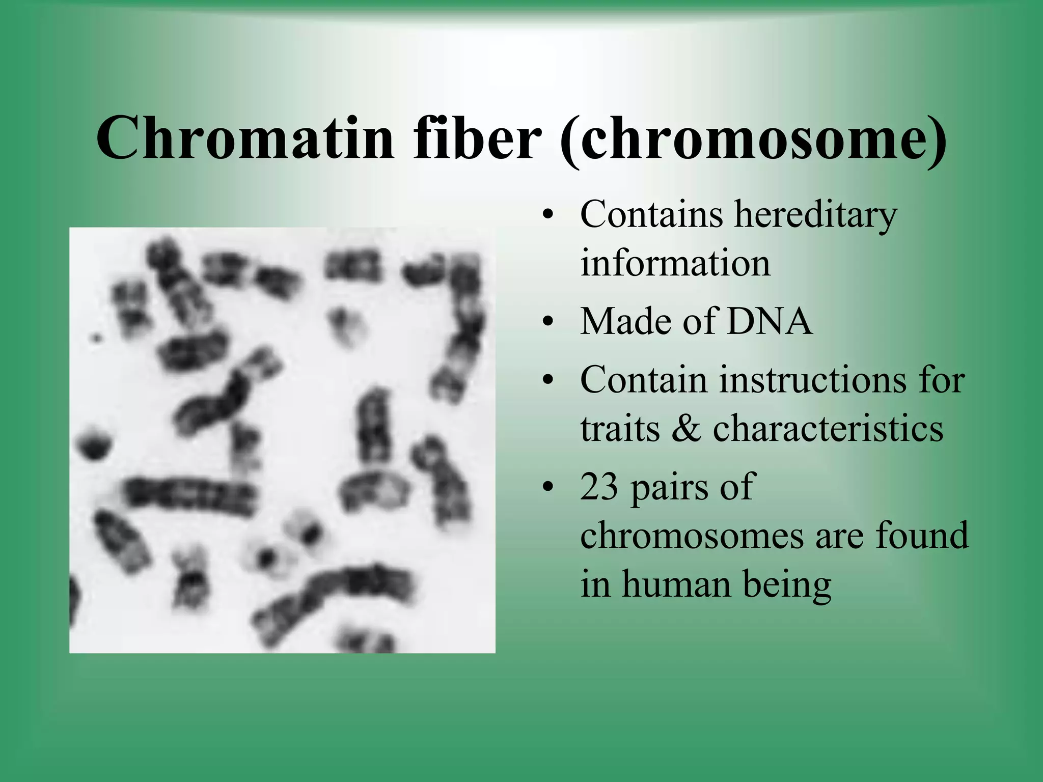 Chromatin fiber (chromosome)
• Contains hereditary
information
• Made of DNA
• Contain instructions for
traits & characteristics
• 23 pairs of
chromosomes are found
in human being
 