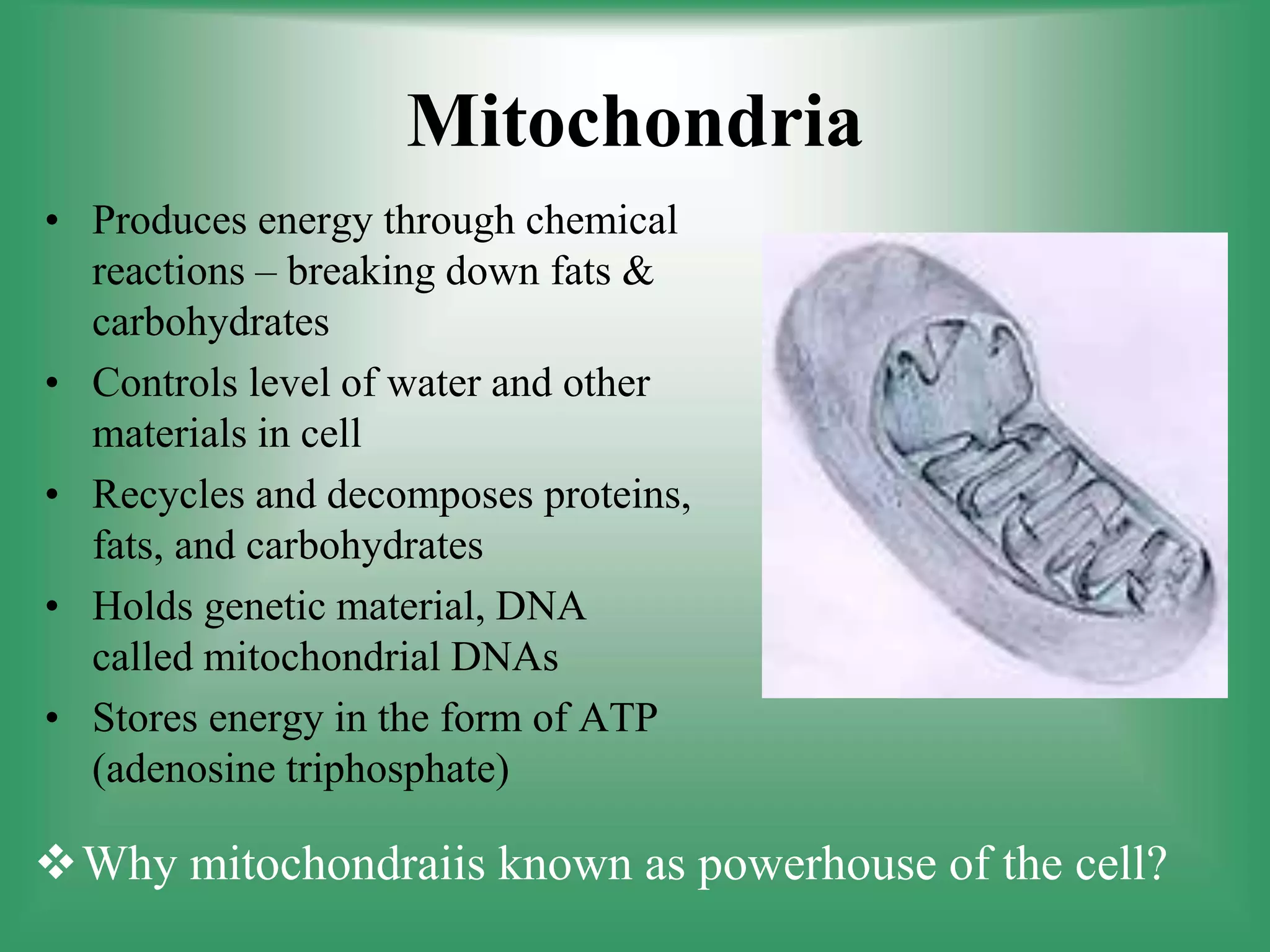 Mitochondria
• Produces energy through chemical
reactions – breaking down fats &
carbohydrates
• Controls level of water and other
materials in cell
• Recycles and decomposes proteins,
fats, and carbohydrates
• Holds genetic material, DNA
called mitochondrial DNAs
• Stores energy in the form of ATP
(adenosine triphosphate)
Why mitochondraiis known as powerhouse of the cell?
 
