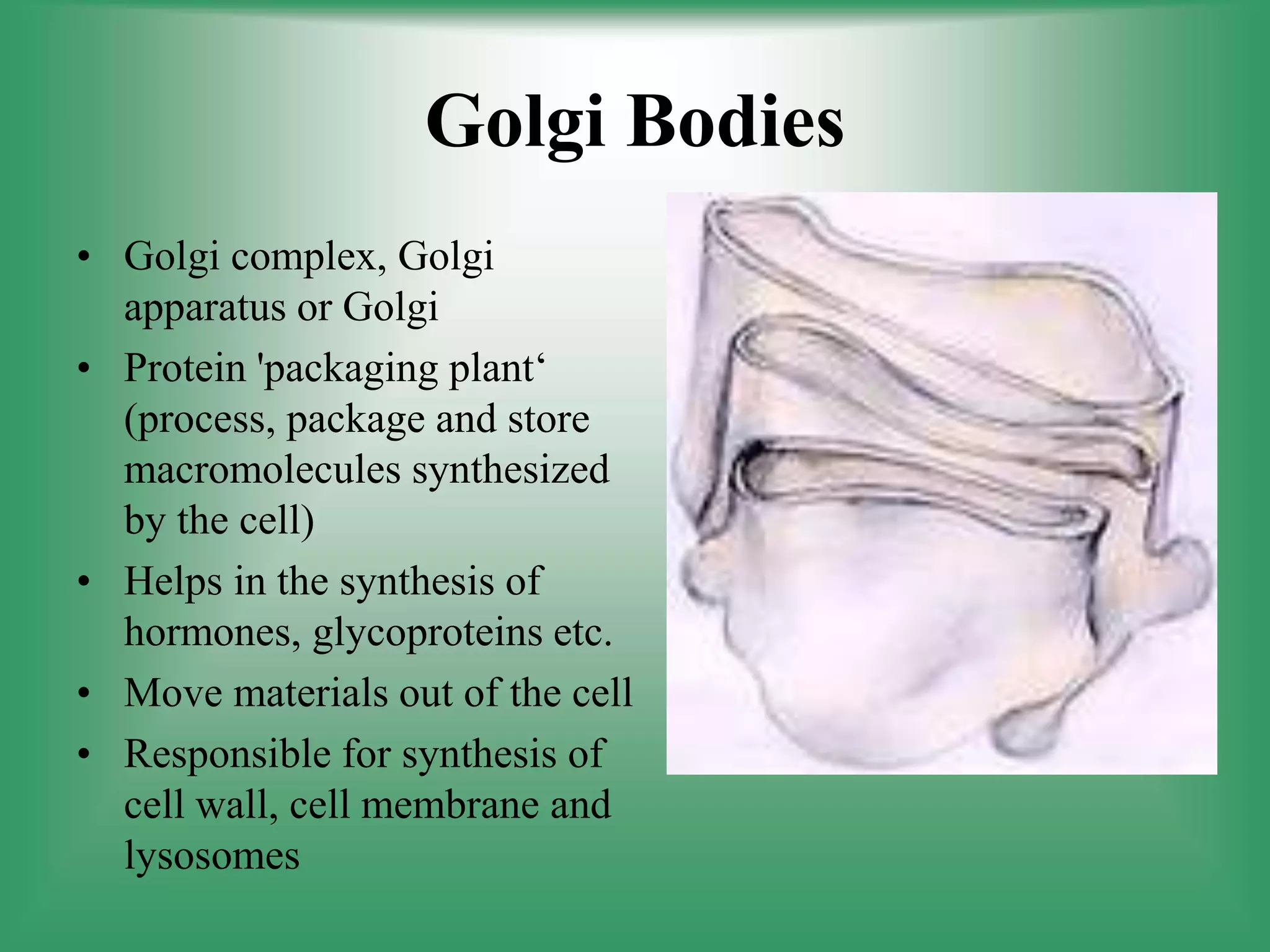Golgi Bodies
• Golgi complex, Golgi
apparatus or Golgi
• Protein 'packaging plant‘
(process, package and store
macromolecules synthesized
by the cell)
• Helps in the synthesis of
hormones, glycoproteins etc.
• Move materials out of the cell
• Responsible for synthesis of
cell wall, cell membrane and
lysosomes
 