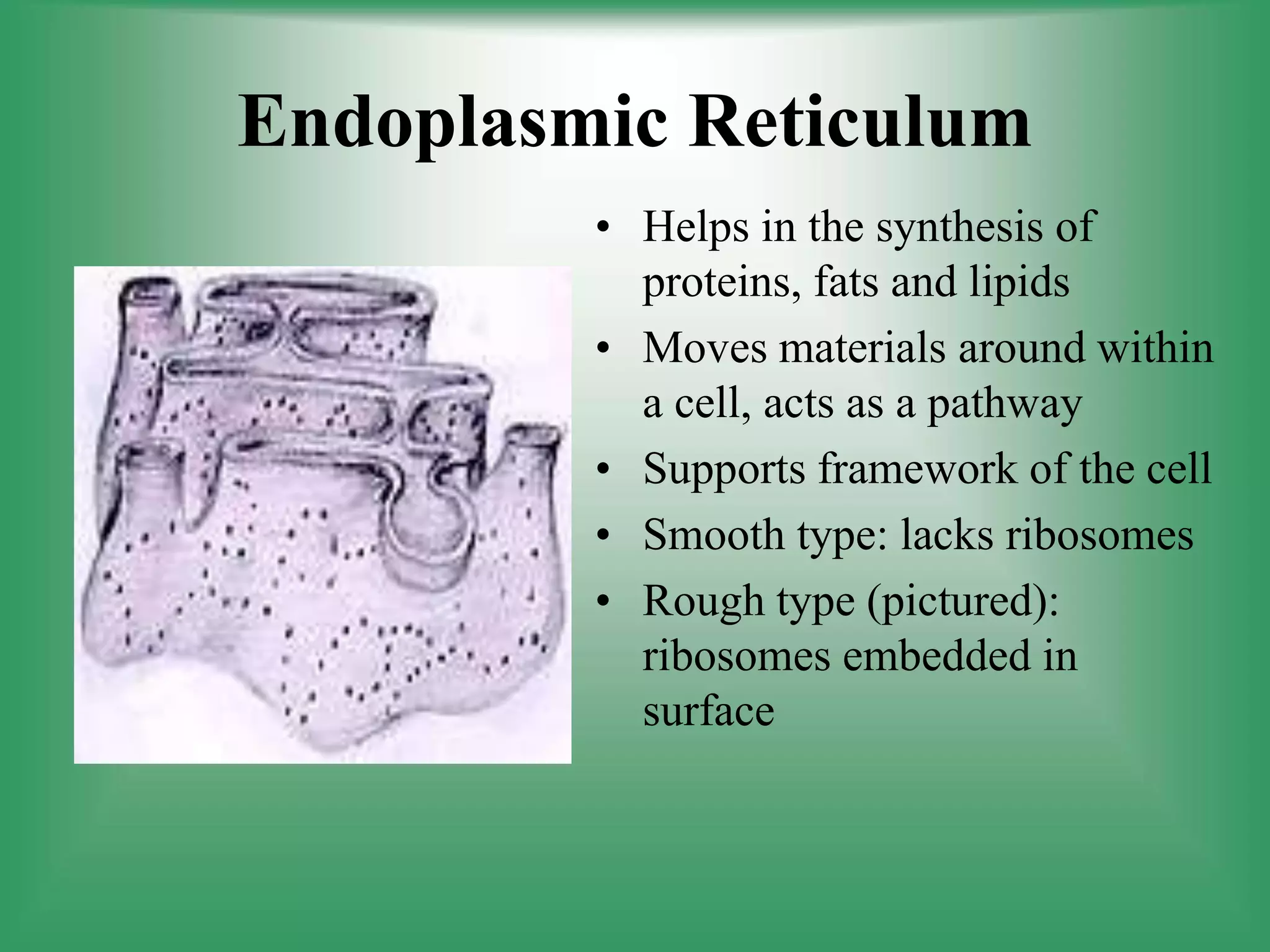 Endoplasmic Reticulum
• Helps in the synthesis of
proteins, fats and lipids
• Moves materials around within
a cell, acts as a pathway
• Supports framework of the cell
• Smooth type: lacks ribosomes
• Rough type (pictured):
ribosomes embedded in
surface
 