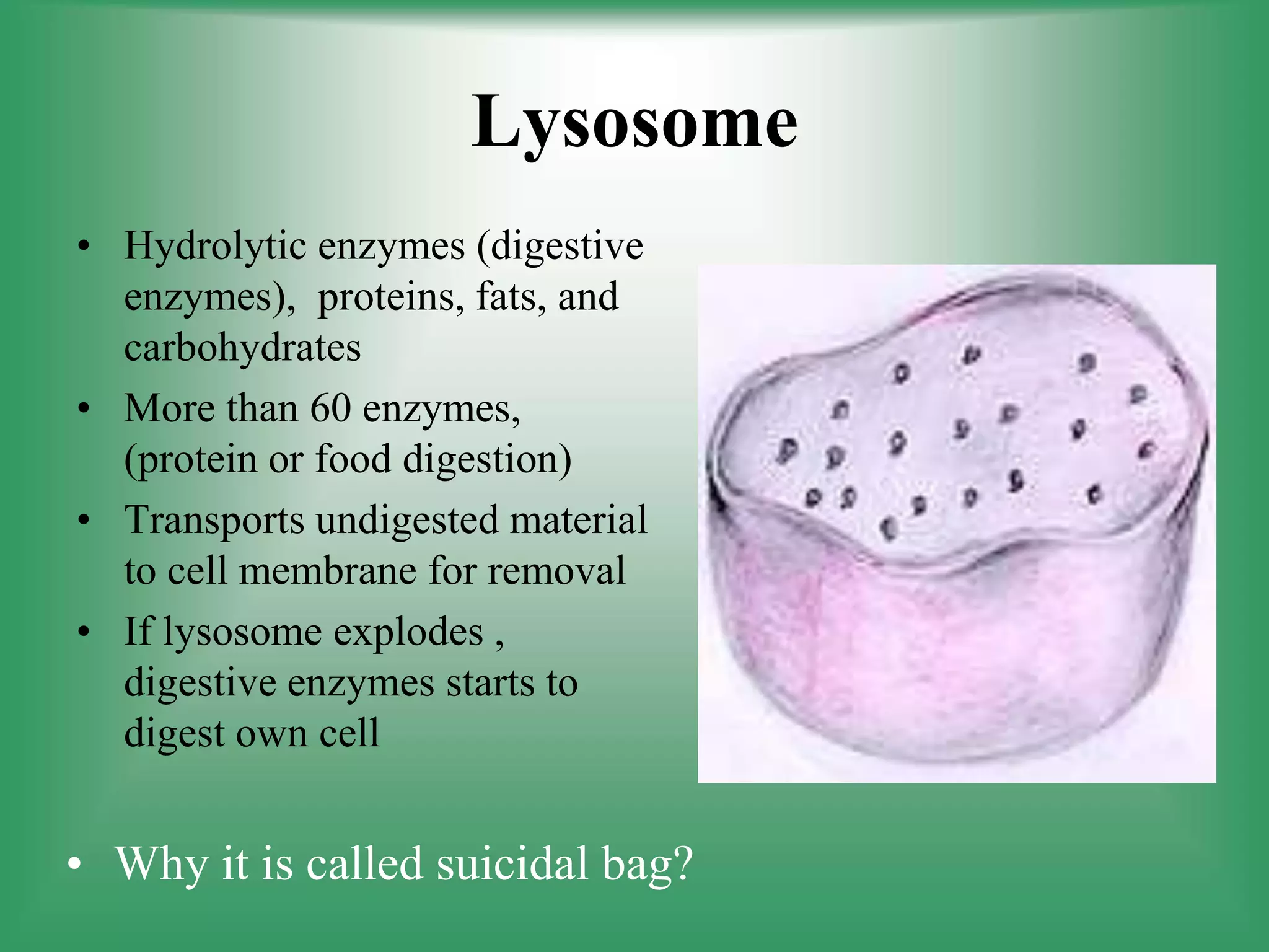 Lysosome
• Hydrolytic enzymes (digestive
enzymes), proteins, fats, and
carbohydrates
• More than 60 enzymes,
(protein or food digestion)
• Transports undigested material
to cell membrane for removal
• If lysosome explodes ,
digestive enzymes starts to
digest own cell
• Why it is called suicidal bag?
 