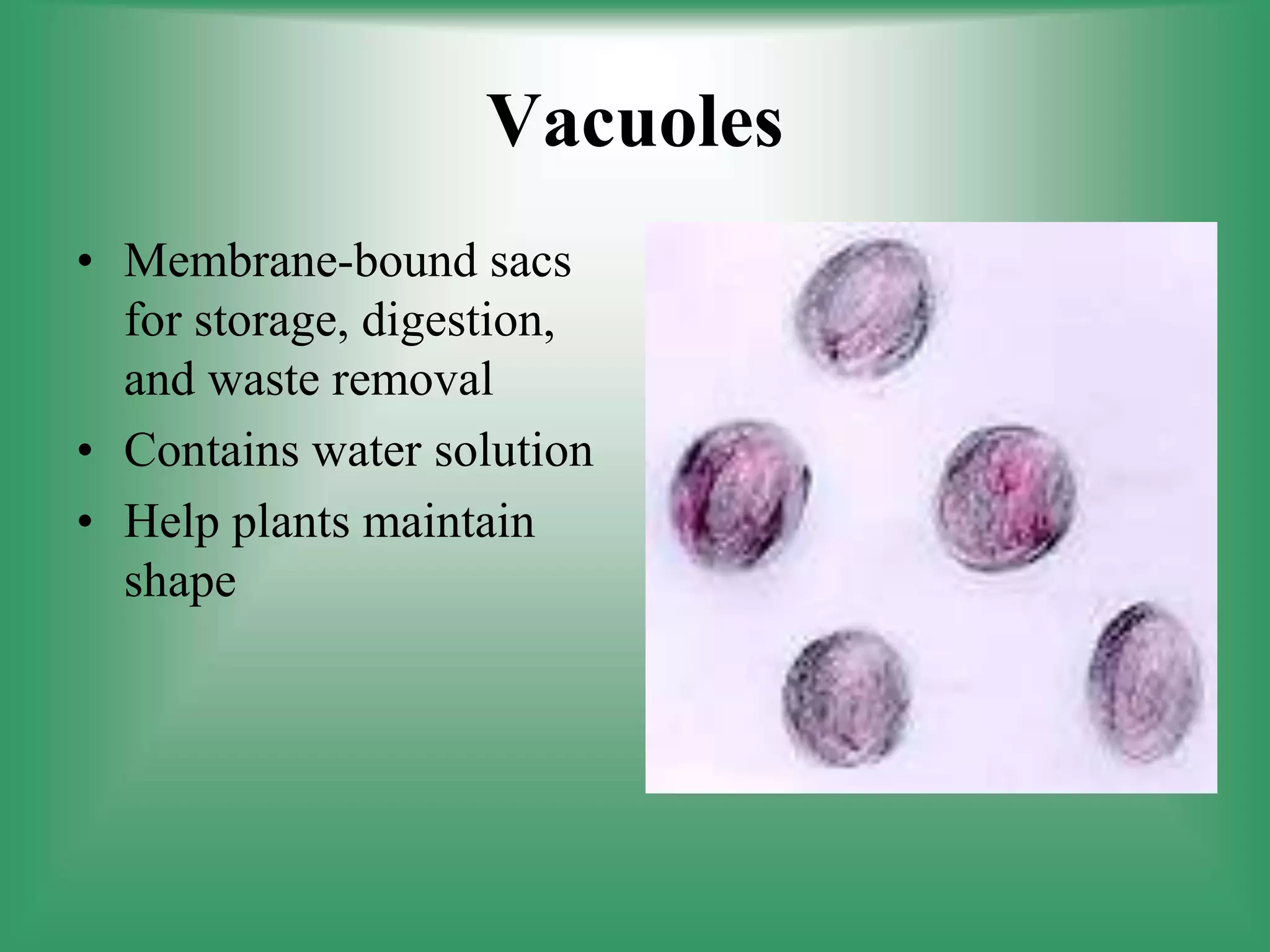 Vacuoles
• Membrane-bound sacs
for storage, digestion,
and waste removal
• Contains water solution
• Help plants maintain
shape
 