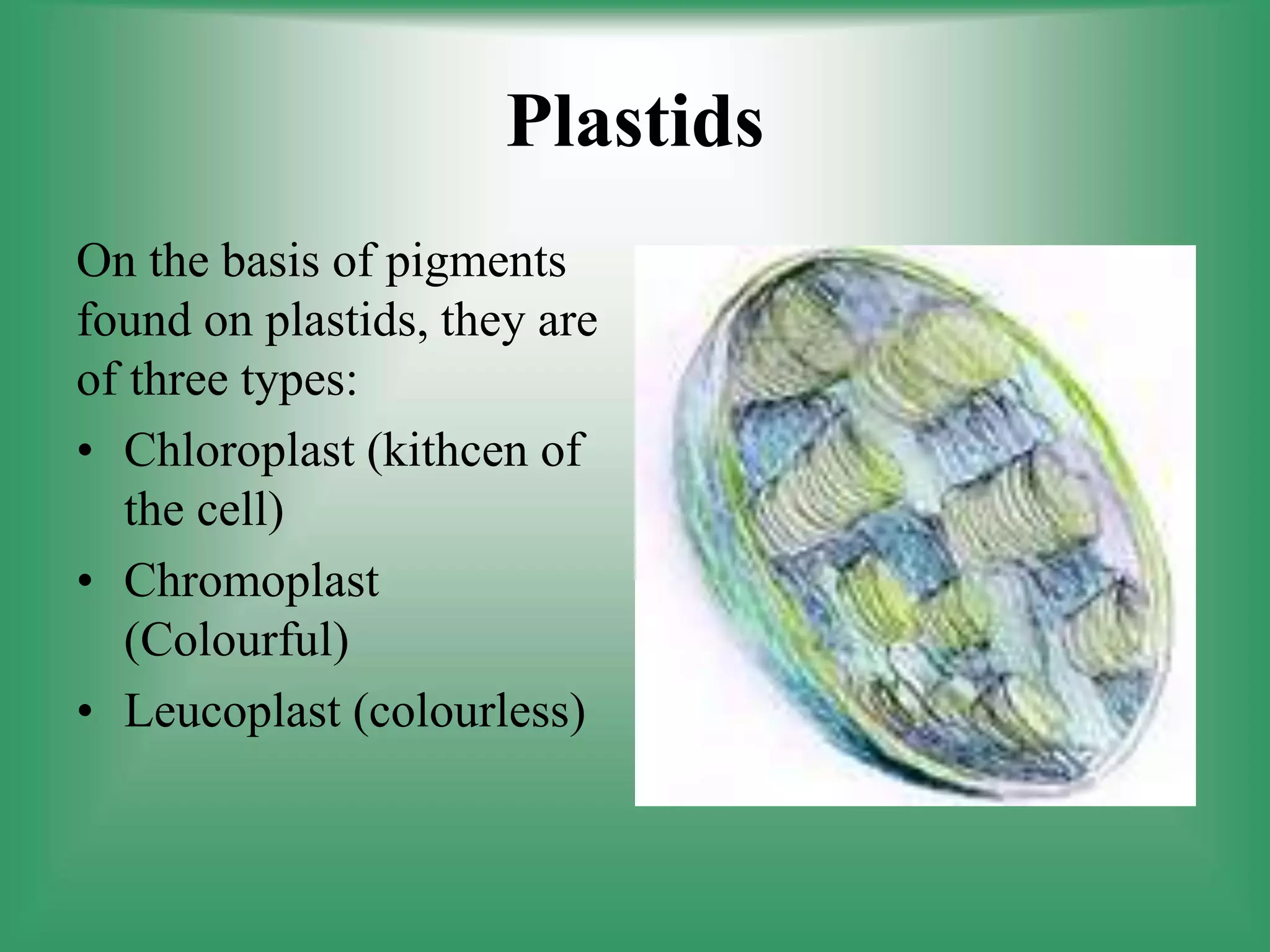 Plastids
On the basis of pigments
found on plastids, they are
of three types:
• Chloroplast (kithcen of
the cell)
• Chromoplast
(Colourful)
• Leucoplast (colourless)
 