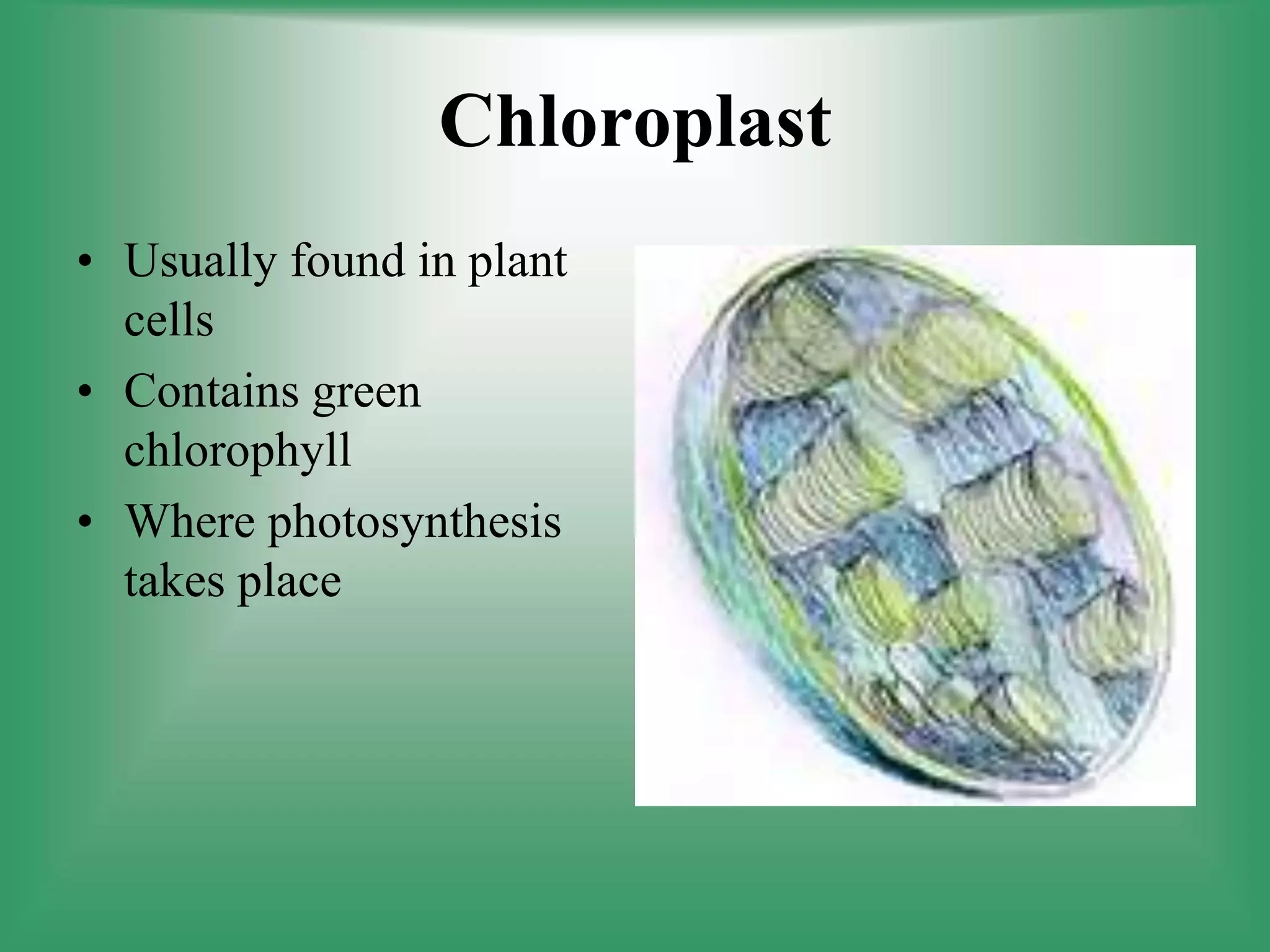 Chloroplast
• Usually found in plant
cells
• Contains green
chlorophyll
• Where photosynthesis
takes place
 