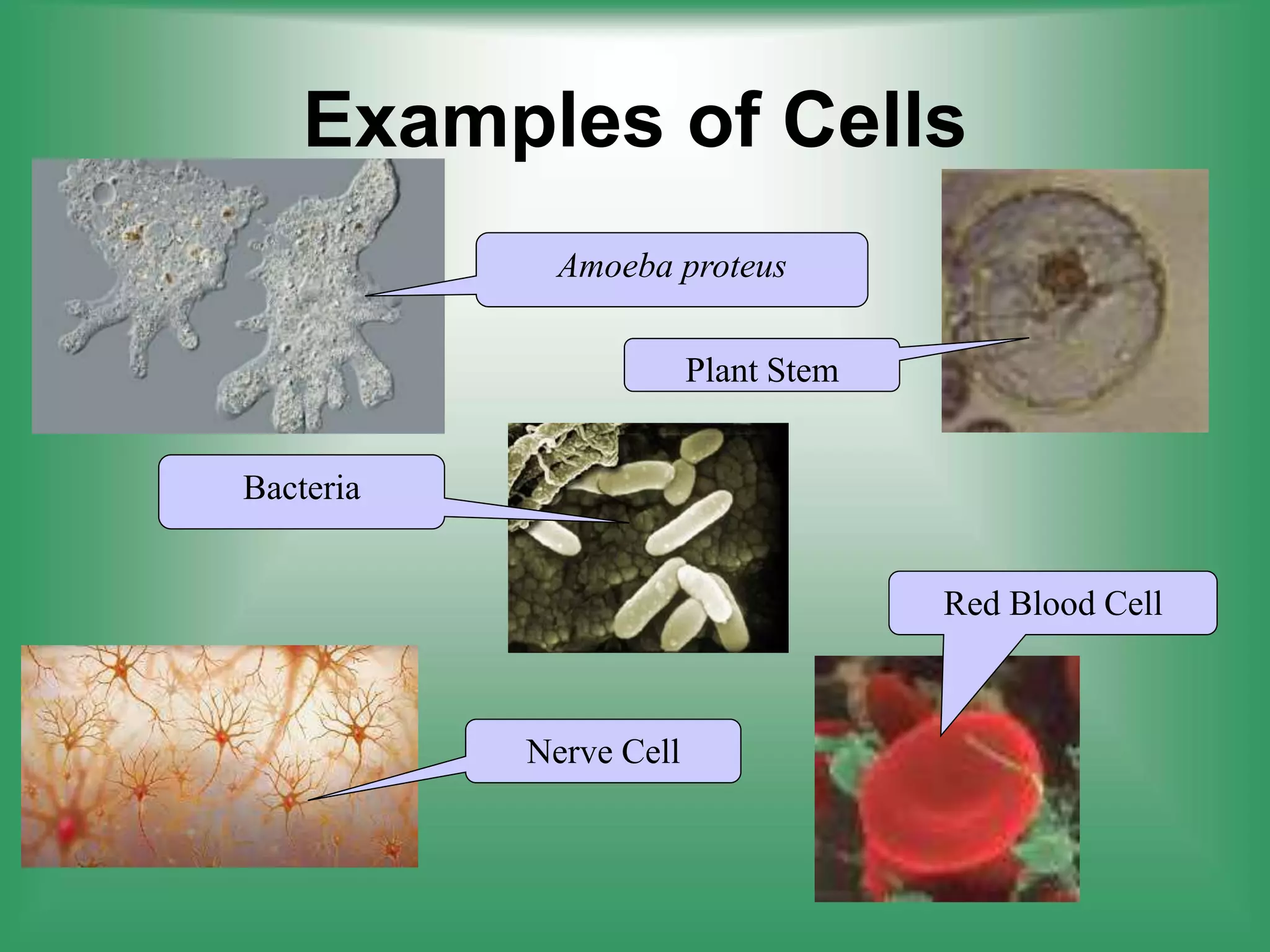 Examples of Cells
Amoeba proteus
Plant Stem
Red Blood Cell
Nerve Cell
Bacteria
 