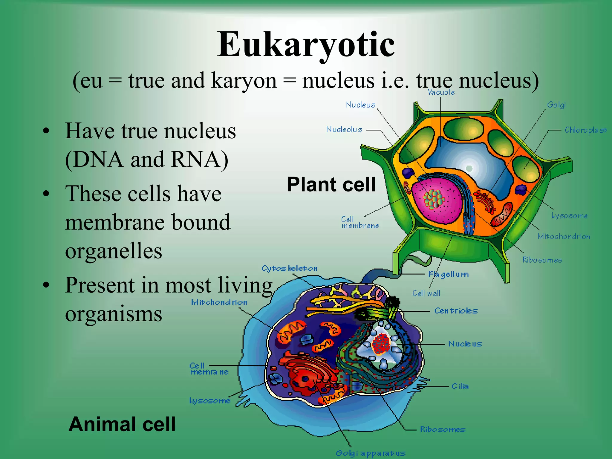 Eukaryotic
(eu = true and karyon = nucleus i.e. true nucleus)
• Have true nucleus
(DNA and RNA)
• These cells have
membrane bound
organelles
• Present in most living
organisms
Plant cell
Animal cell
 