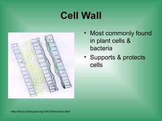 Cell Wall
• Most commonly found
in plant cells &
bacteria
• Supports & protects
cells
http://library.thinkquest.org/12413/structures.html
 