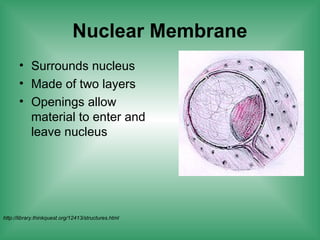 Nuclear Membrane
• Surrounds nucleus
• Made of two layers
• Openings allow
material to enter and
leave nucleus
http://library.thinkquest.org/12413/structures.html
 