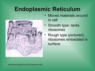 Endoplasmic Reticulum
• Moves materials around
in cell
• Smooth type: lacks
ribosomes
• Rough type (pictured):
ribosomes embedded in
surface
http://library.thinkquest.org/12413/structures.html
 