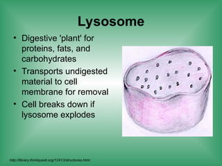 Lysosome
• Digestive 'plant' for
proteins, fats, and
carbohydrates
• Transports undigested
material to cell
membrane for removal
• Cell breaks down if
lysosome explodes
http://library.thinkquest.org/12413/structures.html
 