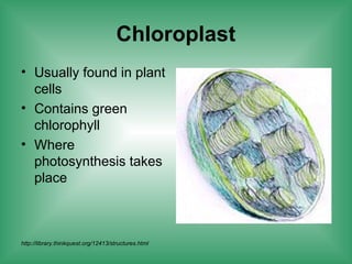 Chloroplast
• Usually found in plant
cells
• Contains green
chlorophyll
• Where
photosynthesis takes
place
http://library.thinkquest.org/12413/structures.html
 