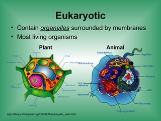 Eukaryotic
• Contain organelles surrounded by membranes
• Most living organisms
Plant Animal
http://library.thinkquest.org/C004535/eukaryotic_cells.html
 