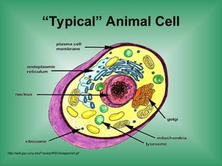 “Typical” Animal Cell
http://web.jjay.cuny.edu/~acarpi/NSC/images/cell.gif
 